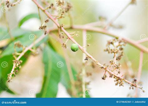 Mango Seed and Mango Flowers on the Tree Stock Image - Image of green, mango: 274642361