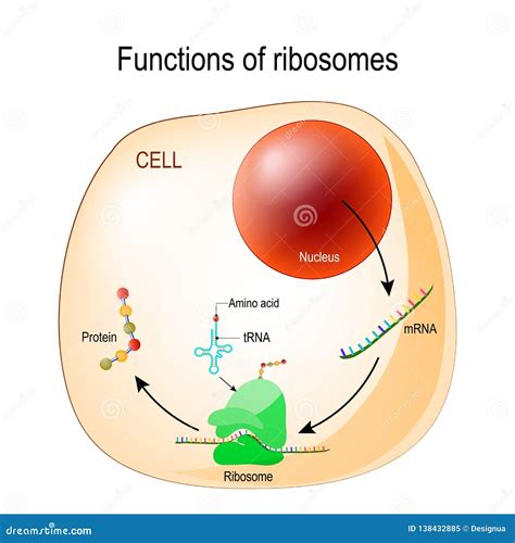 Function of ribosomes stock vector. Illustration of biotechnology ...