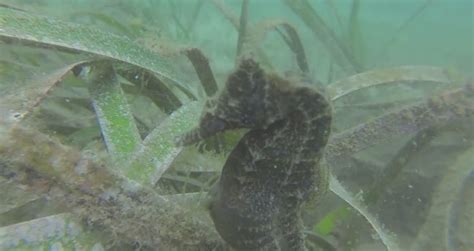 #VIRAL - Seahorse giving birth - Videos - Metatube