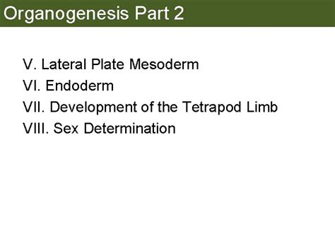 Organogenesis Part 2 V Lateral Plate Mesoderm VI