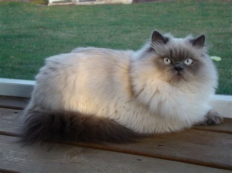 Himalayan Persian Cat Prices