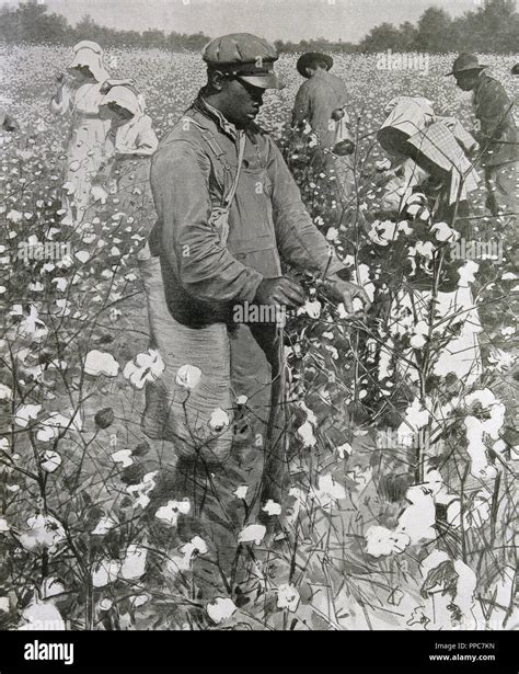 Cotton fields slavery hi-res stock photography and images - Alamy