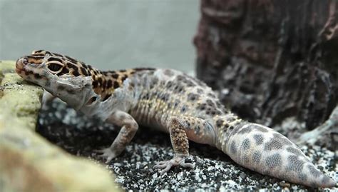 Leopard Gecko Shedding 101: Symptoms, Problems & Behavior - More Reptiles