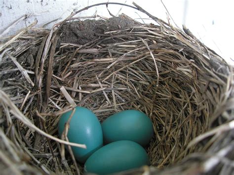 File:American Robin nest and eggs.JPG