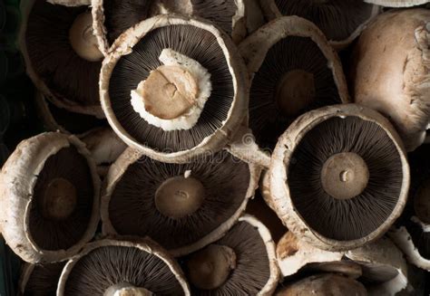 Common Brown Edible Mushrooms Stock Image - Image of lunch, fungi: 817961