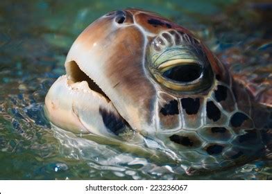 1,455 Close Up Sea Turtle Head Images, Stock Photos & Vectors ...