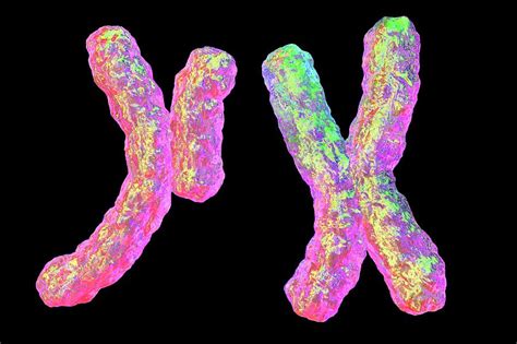 Human Chromosomes Photograph by Kateryna Kon/science Photo Library ...