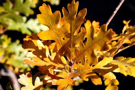 Free picture: scrub oak tree, oak leaves, autumn