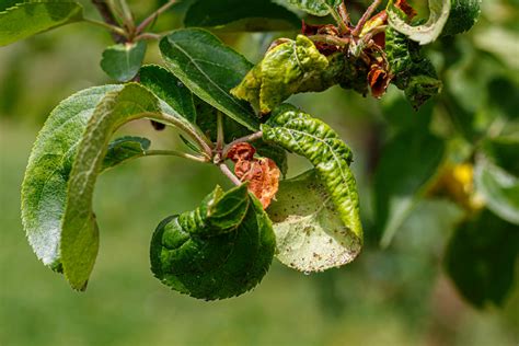 Apple tree diseases & common pests - Plantura