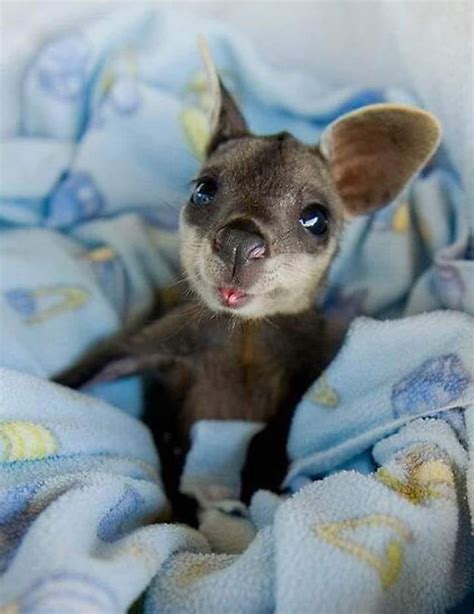 Baby Kangaroo : r/pics