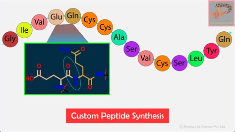 Peptides Synthesis - nsj prayoglife