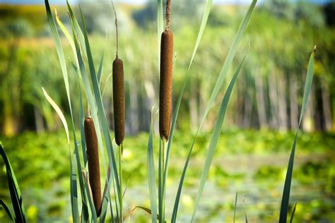 Wetland Plants: How to Use Them in Your Landscape ~ Bless My Weeds