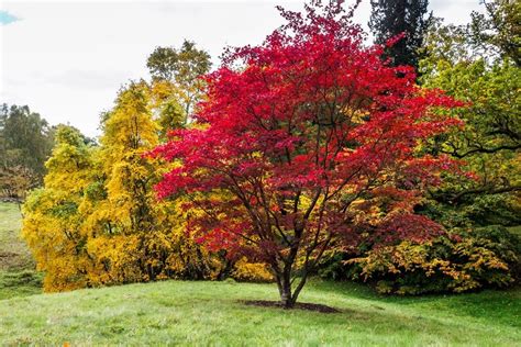 Japanese Maples: How to Plant, Care and Prune | Garden Design