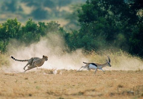 Cheetah chasing Thomson’s gazelle | Musings on Life and Love