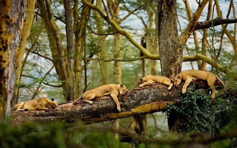 Wallpaper : trees, forest, animals, nature, sleeping, branch, lion, wildlife, Africa, big cats ...