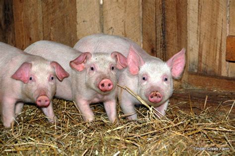 10 Pig Breeds for the Homestead - Countryside