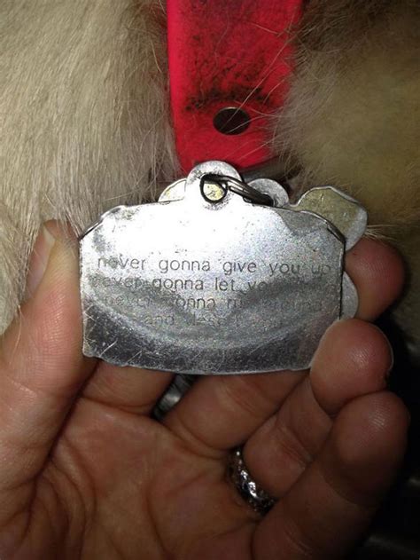 44 Hilarious Collar Tags For Pets Who Tend To Get Lost | Bored Panda