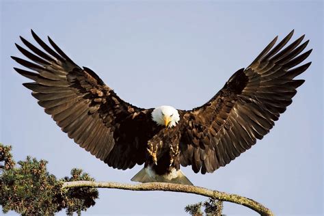 20+ Different Types of Eagles with Pictures | Gate Information | Bald eagle, Eagles, National animal