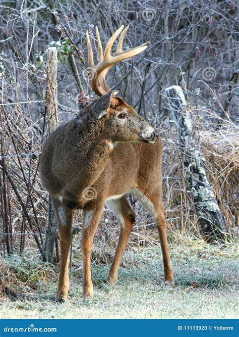 10 Point Whitetail Buck Deer Royalty-Free Stock Photography | CartoonDealer.com #13254863