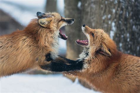 Free Photo: Two Foxes Fighting in Forest in Winter Time