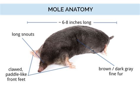 Mole Anatomy