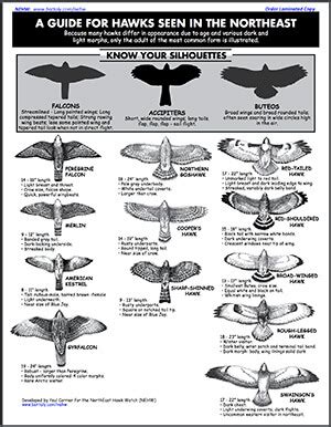 Free Raptor Resources – EMHW