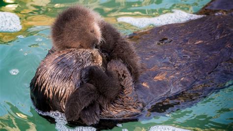 Newborn Sea Otter Pup Bonds With Mother in Adorable Photos - ABC News