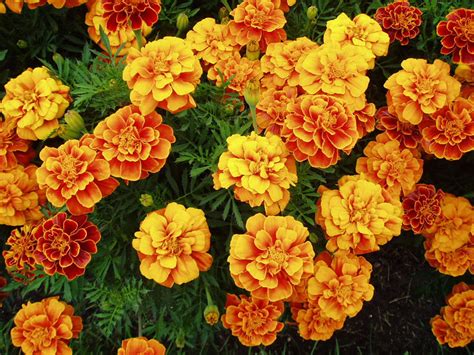 Marigold, the "birth flower" of October - Stephen Morris, author