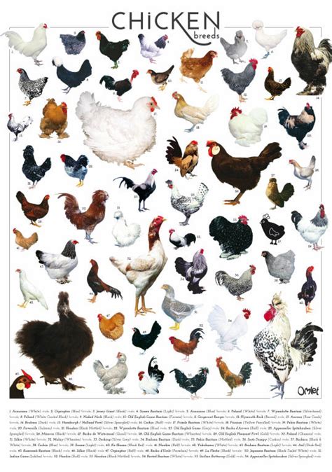 Omlet Chicken Breeds Poster | For Men | Fabulous Gifts | Omlet