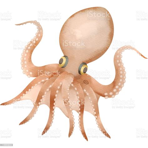 Ocellated Octopus Stock Illustration - Download Image Now - Animal, Animals In The Wild ...