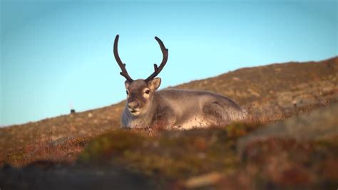 Reindeer Habitat Videos and HD Footage - Getty Images