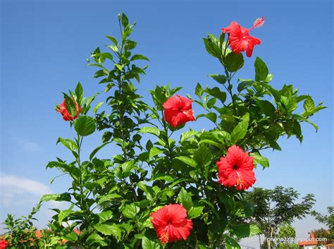 Onenezz: Hibiscus Rosa-Sinensis