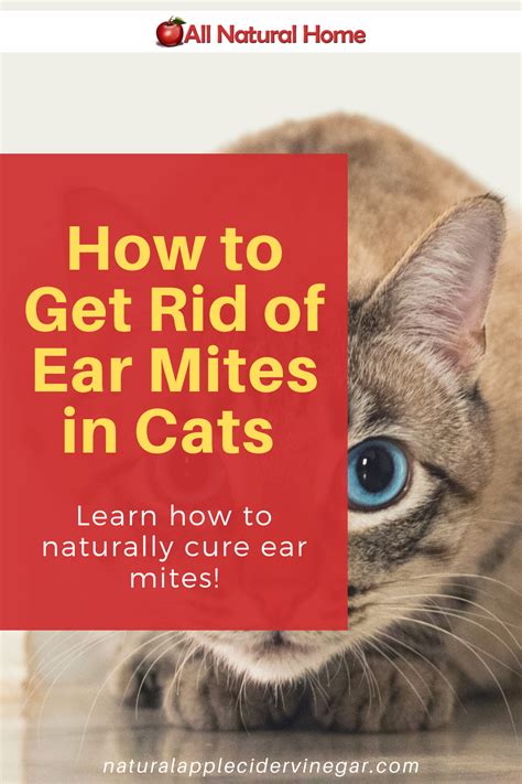 How to Get Rid of Ear Mites in Cats - Natural Home Remedy - All Natural Home | Cat remedies ...