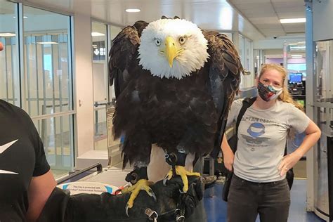 Massive Bald Eagle Surprised Passengers at North Carolina Airport