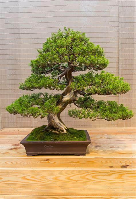 Bonsai tree chinese juniper featuring juniperus chinensis, juniperus, and | Nature Stock Photos ...