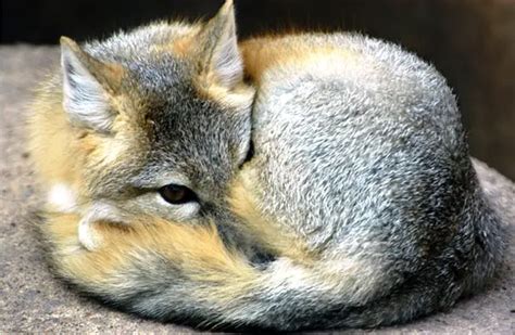 Kit Fox - Description, Habitat, Image, Diet, and Interesting Facts