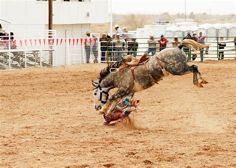 Best Bronc Riding Stock Photos, Pictures & Royalty-Free Images - iStock