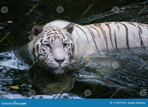 White Bengal Tiger is Hunting Outdoors Stock Photo - Image of nature ...