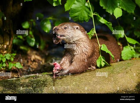 Eurasian otter (Lutra lutra), eating a fish, Bavaria, Germany Stock ...