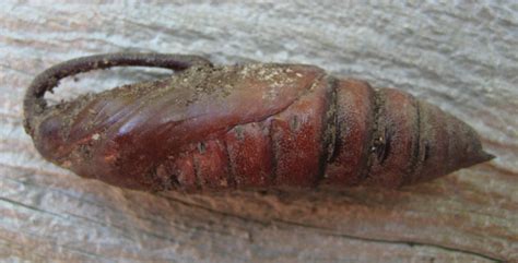 Sphinx Moth Pupa - What's That Bug?