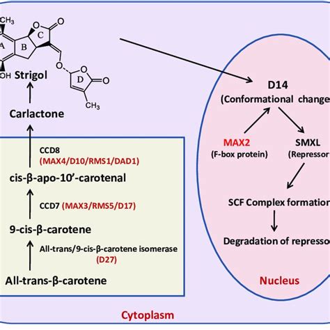 A Model of karrikin and strigolactone signaling pathways, showing the... | Download Scientific ...