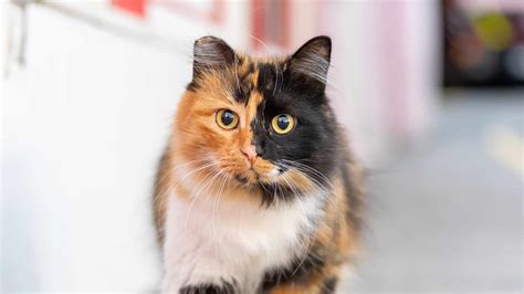 Everything you need to know about the calico cat - YUUP!