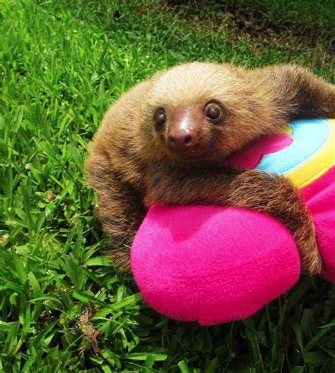 Costa Rica Sloths: An Expert Guide To Where to Find Sloths & Tips – InCostaRica