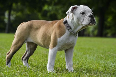 The Cool Unique Big Bulldog Names(Puppies, Taller Dog)