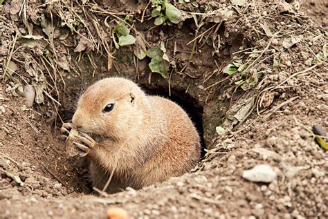 Groundhog Hibernation Salzburg Austria Stock Photos, Pictures & Royalty ...