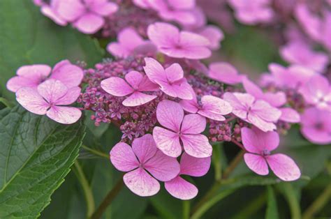 Lacecap Hydrangea Plant: Care and Growing Guide