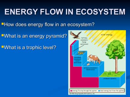 Energy Flow in an Ecosystem