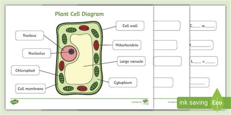 Plant Cell with Labels Worksheet | Twinkl USA (Teacher-Made)