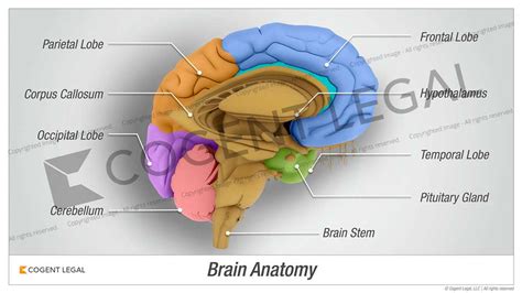 Brain Anatomy - Interior