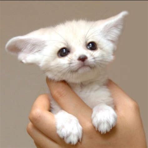 Baby Fennec Fox! : aww